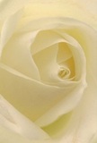 Imagine being drawn into the delicate centre of a creamy white rose, each unfurling petal an invitation to experience the artistry of Cranford's beloved florists. The gentle spin of the petals, their matte finish tinged with soft ivory and hints of pale sunlight, recalls peaceful mornings strolling along Mill Lane or the open serenity of Cranford Park. Shadows nestle gently between the layers, creating a soothing sense of depth and quiet drama within the bloom. Serene and full of understated reverence, this rose is an ideal choice for expressing sympathy, admiration, or celebrating fresh beginnings in the Cranford community. The imagined fragrance is delicate and pure-whisper-light, like the feeling of hope after dawn. Whether given in remembrance or as a mark of deep respect, each detail reflects the expert, local craftsmanship invested in every special arrangement delivered across Cranford.